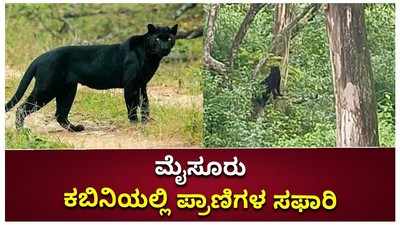 ಮೈಸೂರು: ಕಬಿನಿಯಲ್ಲಿ ಪ್ರಾಣಿಗಳ ಸಫಾರಿ, ಬೆಳ್ಳಂಬೆಳಗ್ಗೆ ಬ್ಲ್ಯಾಕ್‌ ಪ್ಯಾಂಥರ್‌ ದರ್ಶನ