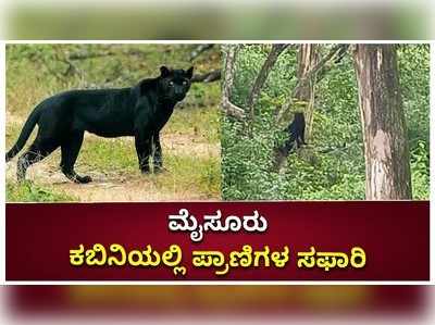 ಮೈಸೂರು: ಕಬಿನಿಯಲ್ಲಿ ಪ್ರಾಣಿಗಳ ಸಫಾರಿ, ಬೆಳ್ಳಂಬೆಳಗ್ಗೆ ಬ್ಲ್ಯಾಕ್‌ ಪ್ಯಾಂಥರ್‌ ದರ್ಶನ