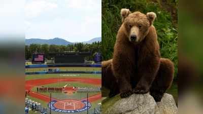 Tokyo Olympics 2020: जापान और ऑस्ट्रेलिया मुकाबले से पहले बेसबॉल स्टेडियम में घुसा भालू, दर्शकों की एंट्री पर है रोक