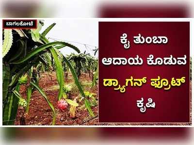 ಏಳು ವರ್ಷದ ಹಿಂದೆ ಡ್ರ್ಯಾಗನ್‌ ಫ್ರೂಟ್‌ ಬೆಳೆದ ಬಾಗಲಕೋಟೆಯ ರೈತನಿಗೆ ಈಗ ಕೈ ತುಂಬಾ ಆದಾಯ!