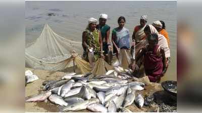 छत्तीसगढ़ में मछली पालन को कृषि का दर्जा, किसानों की तरह इन्हें भी क्रेडिट कार्ड और शून्य ब्याज पर मिलेगा लोन