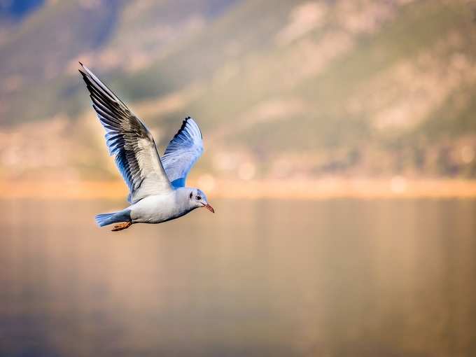 गुरुग्राम से सुल्तानपुर राष्ट्रीय उद्यान और पक्षी अभयारण्य - Gurgaon to Sultanpur National Park & Bird Sanctuary in Hindi