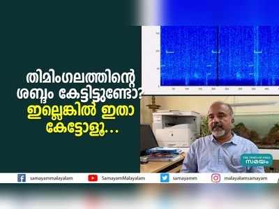 തിമിംഗലത്തിന്‍റെ ശബ്ദം കേട്ടിട്ടുണ്ടോ?  ഇല്ലെങ്കില്‍ ഇതാ കേട്ടോളൂ