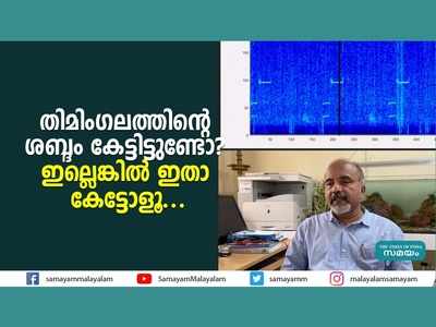 തിമിംഗലത്തിന്‍റെ ശബ്ദം കേട്ടിട്ടുണ്ടോ? ഇല്ലെങ്കില്‍ ഇതാ കേട്ടോളൂ... വീഡിയോ കാണാം