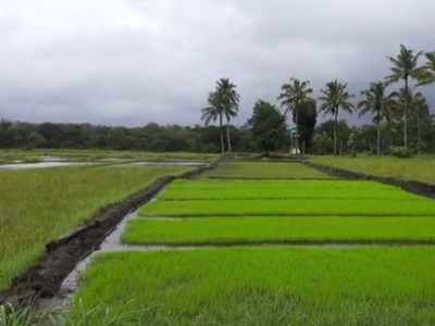 ഇവിടെ നെല്‍കൃഷിക്ക് നിരോധനം... ഇതെന്താ വനംവകുപ്പേ ഇങ്ങനെ?