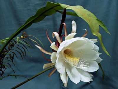संजीवनी बूटी से कम नहीं Brahma Kamal फूल, घाव भरने से लेकर इन गंभीर बीमारियों का करता इलाज- रिसर्च