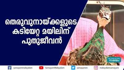 തെരുവുനായ്ക്കളുടെ കടിയേറ്റ മയിലിന് പുതുജീവൻ 