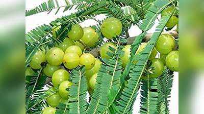 Amla Farming Business Idea: इस फल की खेती से हर साल होगी 4 लाख रुपये तक की कमाई, बस एक बार लगाएं पौधा और जिंदगी पर बरसेगा पैसा!