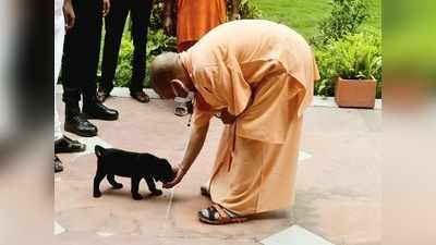 Yogi adityanath news: गोरखनाथ मंदिर में सीएम योगी आदित्‍यनाथ ने गुल्‍लू को खिलाए बिस्‍कुट, हुआ वायरल