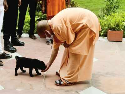 Yogi adityanath news: गोरखनाथ मंदिर में सीएम योगी आदित्‍यनाथ ने गुल्‍लू को खिलाए बिस्‍कुट, हुआ वायरल