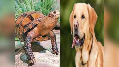 Maharashtra News: महाराष्ट्र के औरंंगाबाद में दहेज में 21 नाखूनों वाला कछुआ, लैब्राडोर कुत्ता और 10 लाख की मांग