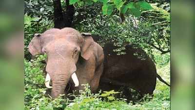 সঙ্গিনীর জন্য লড়াইয়ে প্রাণ হারানো হাতির স্মরণে সভা গ্রামে