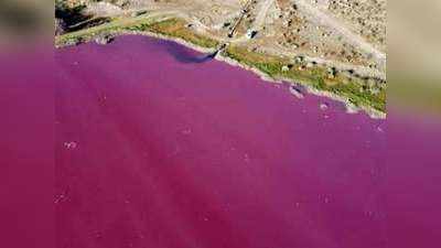 आर्जेंटीना में इंसान के लालच का शिकार हुई विशाल झील, गुलाबी हुआ पानी का रंग