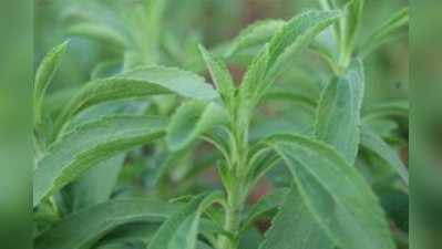stevia farming: एक एकड़ की खेती से साल में छह लाख रुपये की कमाई देने वाले इस पौधे के बारे में जानिए