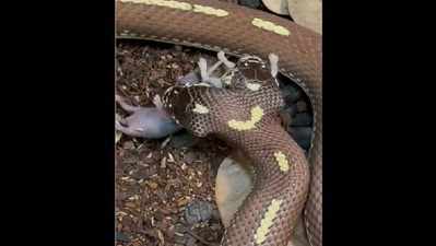 Two Headed Snake: 2 ತಲೆಯ ಹಾವು ಇಲಿ ತಿನ್ನುವುದನ್ನು ನೋಡಿದ್ದೀರಾ? : ಅಚ್ಚರಿ ಮೂಡಿಸುವ ದೃಶ್ಯವಿದು