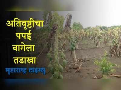 जालन्यातील अतिवृष्टीचा पपई बागेला तडाखा,शेतकऱ्याचे लाखोंचे नुकसान