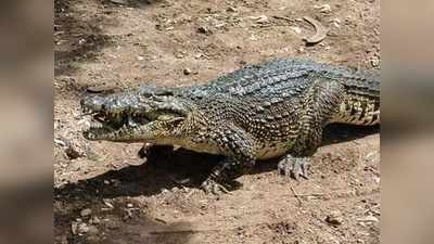Modern Crocodiles Grandfather: दक्षिण अमेरिका में मिला आधुनिक मगरमच्छ का दादा, 15 करोड़ साल पुराने जीवाश्म से हुई पहचान