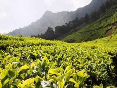 পর্যটক টানতে ‘টি মিউজিয়াম’ গড়ার পরিকল্পনা ত্রিপুরা সরকারের