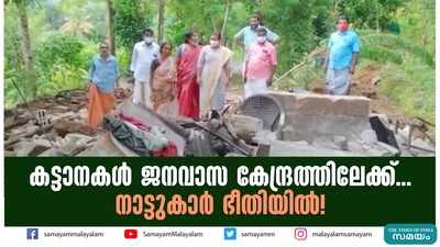 കട്ടാനകൾ ജനവാസ കേന്ദ്രത്തിലേക്ക്... നാട്ടുകാർ ഭീതിയിൽ!