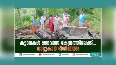 കട്ടാനകൾ ജനവാസ കേന്ദ്രത്തിലേക്ക്... നാട്ടുകാർ ഭീതിയിൽ! വീഡിയോ കാണാം