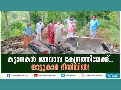 കട്ടാനകൾ ജനവാസ കേന്ദ്രത്തിലേക്ക്... നാട്ടുകാർ ഭീതിയിൽ! വീഡിയോ കാണാം