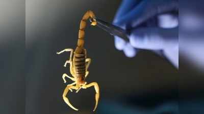Acid Shooting Scorpion: अमेरिका के नेशनल पार्क पर जहर उगलने वाले बिच्छुओं का हमला, लोगों को चेतावनी जारी