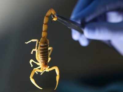 Acid Shooting Scorpion: अमेरिका के नेशनल पार्क पर जहर उगलने वाले बिच्छुओं का हमला, लोगों को चेतावनी जारी