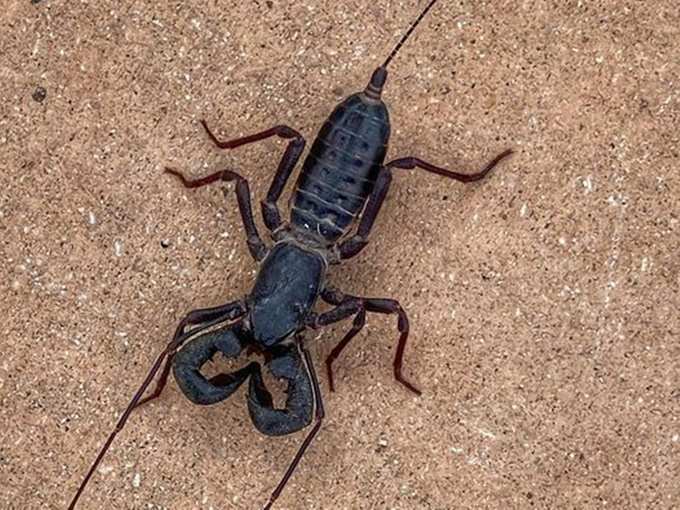 Scorpion 02