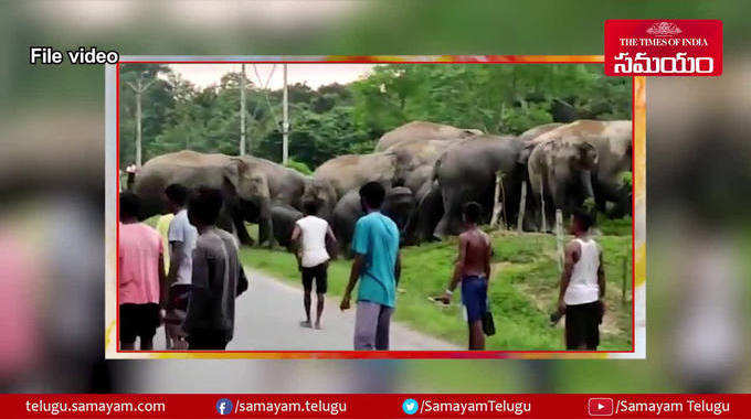 చిర్రెత్తుకొచ్చి యువకుడ్ని కుమ్మేసిన ఏనుగు.. షాకింగ్ వీడియో 