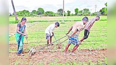 అనంతపురం: స్నేహితుడి కోసం కాడెద్దులుగా.. యువకుల వ్యవసాయం, స్నేహమంటే ఇదేరా!