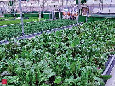 High Cost Foreign Vegetables: इन 4 विदेशी सब्जियों की खेती से जमकर बरसेगा पैसा, फाइव स्टार होटलों में बिकती हैं 600 रुपये किलो तक!