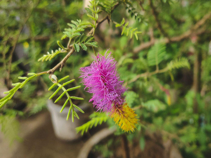 ​ಶಮಿ ಎಲೆಯನ್ನು ಅರ್ಪಿಸಿ: