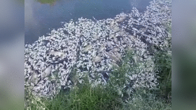 Etawah news: इटावा में तालाब के अंदर मरी मिलीं हजारों मछलियां, अधिकारी भी हैरान