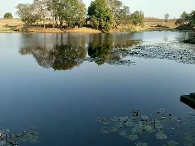 तलावात सप्तरंगी कमळ