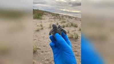 Two Headed Sea Turtle: ಕುತೂಹಲ ಮೂಡಿಸಿದೆ 2 ತಲೆಯ ಈ ಅಪರೂಪದ ಕಡಲಾಮೆ ಮರಿ!