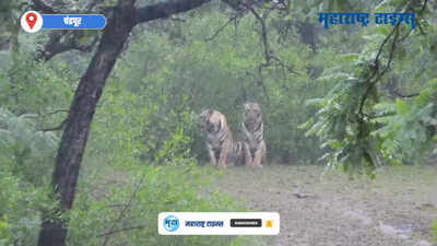 Tadoba Andhari Tiger Reserve  | ताडोबात वाघ आणि बछड्याचा पावसातील मुक्तसंचाराचा व्हिडिओ व्हायरल
