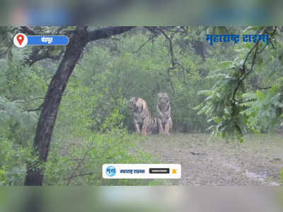 Tadoba Andhari Tiger Reserve  | ताडोबात वाघ आणि बछड्याचा पावसातील मुक्तसंचाराचा व्हिडिओ व्हायरल