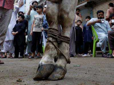 पाकिस्‍तान में ईद उल अजहा पर कुर्बान किए गए 400 अरब रुपये के 90 लाख पशु