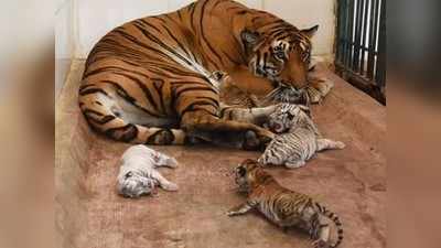 सिद्धार्थ च्या प्राणिसंग्रहालयात २६ वर्षात जन्मले ३५ वाघ