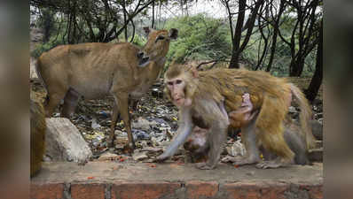 Karnataka news: कर्नाटक के हासन में दिल दहला देने वाली वारदात, 30 बंदरों को जहर देकर बोरे में किया बंद फिर पीट-पीटकर मारा