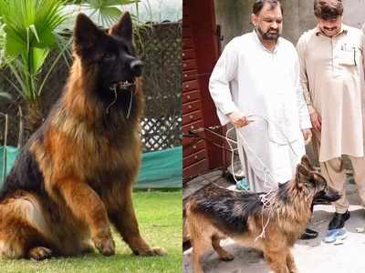 लाउडस्पीकर से ऐलान, घर-घर तलाशी...आखिर मिल गया पाकिस्तानी कमिश्नर का गुम हुआ कुत्ता