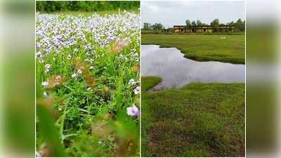 വീരമലക്കുന്നിൽ ഇക്കോ ടൂറിസം പദ്ധതി; റെയിൻബോ വില്ലേജും ഉടൻ, വീഡിയോ കാണാം