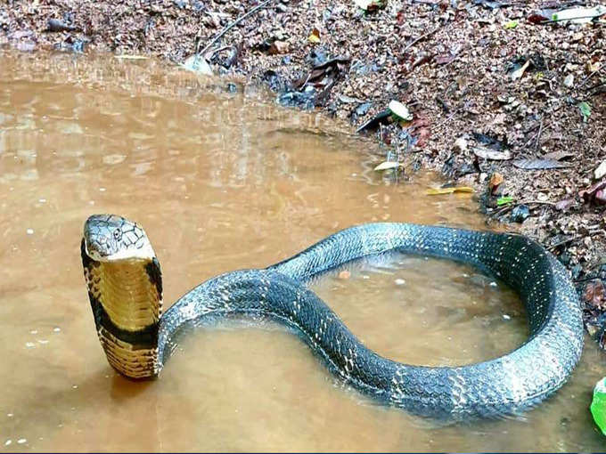 ​स्वप्नात साप तुमच्यावर हल्ला करताना दिसला तर