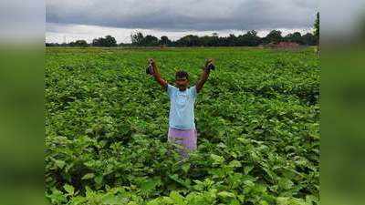 परदेस की नौकरी छोड़ी, अब बैगन की खेती से हर दिन 5 हजार कमा रहा है जौनपुर का यह किसान