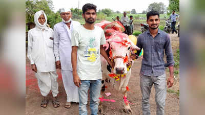 cow sold for rs 1,61000: गायीची १ लाख ६१ हजारांना विक्री; मालकीणबाई गायीच्या गळ्यात पडून रडल्या