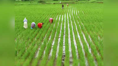 E Peek Pahani ई-पीक पाहणी: शेतकऱ्यांसाठी वरदान ठरणाऱ्या अॅपविषयी जाणून घ्या...
