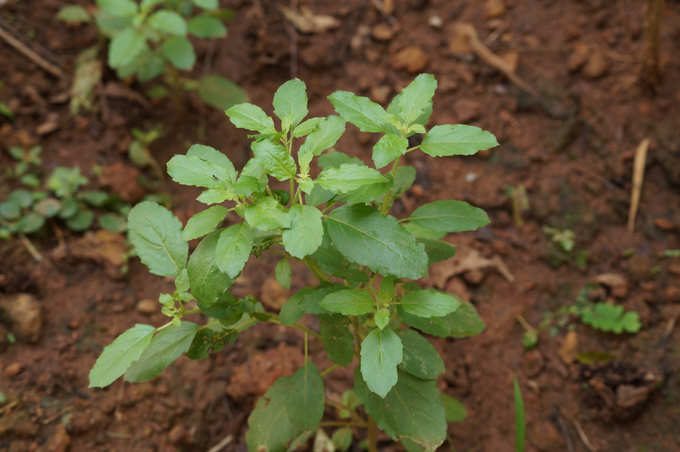 ​ತುಳಸಿ