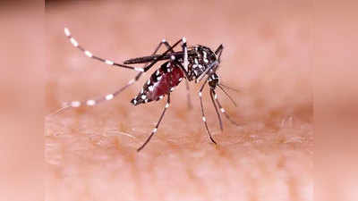 Zika Virus In Maharashtra: महाराष्ट्रात आता झिकाचा धोका; आजाराची सर्व लक्षणे जाणून घ्या...