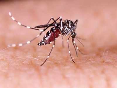 এবার সংক্রামক Zika Virus-এর থাবা মহারাষ্ট্রেও