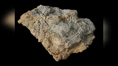 Sea of Fossils: ब्रिटेन में मिला 16.7 करोड़ साल पुराना खजाना, एलियन की तरह से नजर आए जीवाश्म